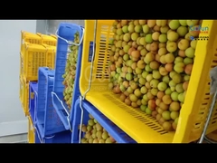 Một dây chuyền chế biến bột mận với công suất 5 tấn mỗi giờ được tùy chỉnh cho các công ty Trung Quốc
